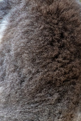 Fur on the back of koala bear in Australia