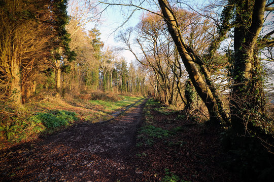Path through Devon woods