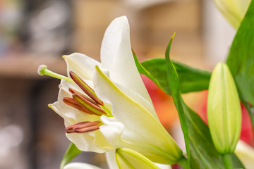 Obraz premium Lirio blanco