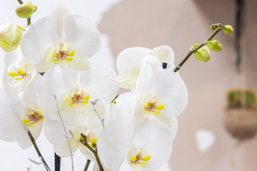 Orquídeas blancas