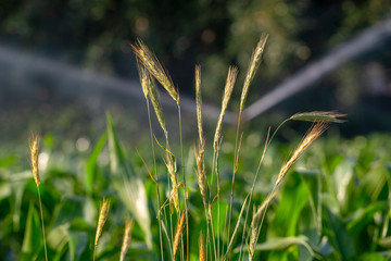 Fresh, healthy maize crop with irrigation on a South African farm