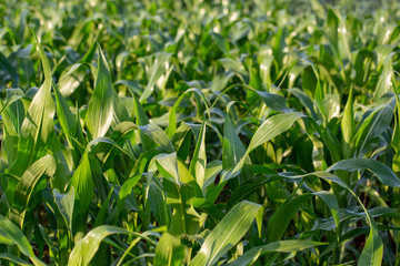 Fresh, healthy maize plants growing on a South African farm