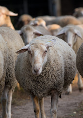 Sheep flock on ranch