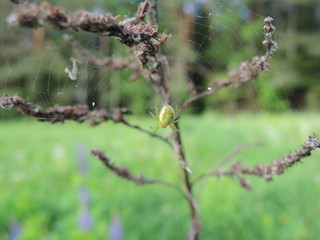 spider on the web