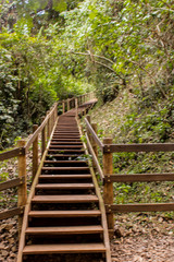 Fototapeta premium Stairway to nature