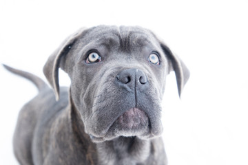 Closeup portrait of cane corso puppy six month