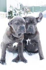 Two cute cane corso six month puppies