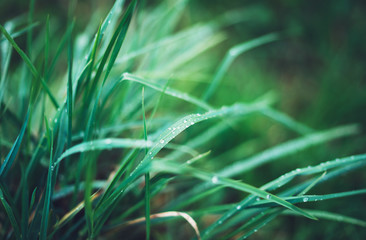 green fresh grass with drops of morning water dew after rain, nature background with raindrop, mockup backdrop leaf plant closeup, flora macro concept with the shine rays of the sun