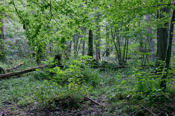 Alder tree deciduous stand