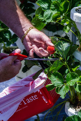 Strawberries are harvested with a scissor in this u-pick hydroponic garden