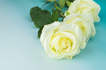 Fototapeta premium White roses for holidays.