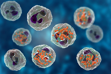 Bacteria Neisseria gonorrhoeae inside neutrophils, gonoccoccus, diplococci that cause sexually transmitted infection gonorrhea. 3D illustration. Incomplete phagocytosis - obrazy, fototapety, plakaty