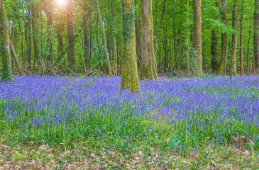 Wild hyacinth flowers blooming in the spring forest