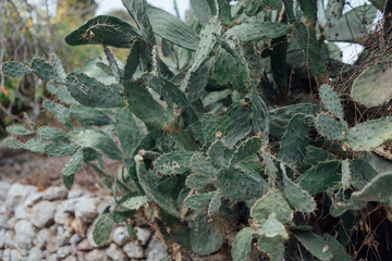 cactus leaves