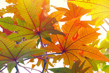 Leaf detail background