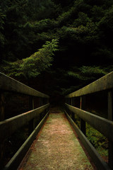 Fototapeta na wymiar Forest Bridge Into Darkness