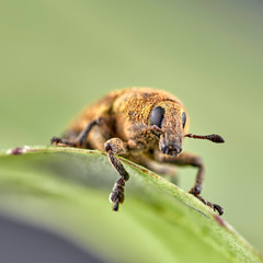 Short-nosed snout beetle or weevil on leaf. Macro image