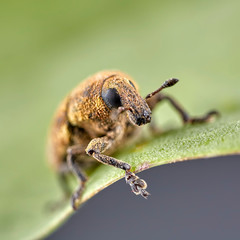 Short-nosed snout beetle or weevil on leaf. Macro image