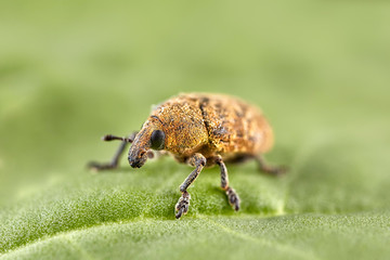 Short-nosed snout beetle or weevil on leaf. Macro image