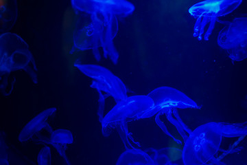 Medusa on a black background. Medusa highlighted in blue light