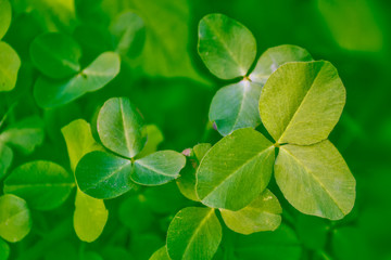 Fototapeta na wymiar Green clover leaves on a background summer landscape. St.Patrick 's Day