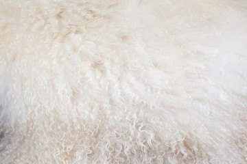 Fototapeta na wymiar Background image of fur. Fur texture. Natural wool