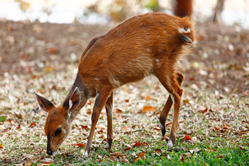 Sitatunga Fawn