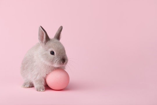 Easter bunny with egg on pink background