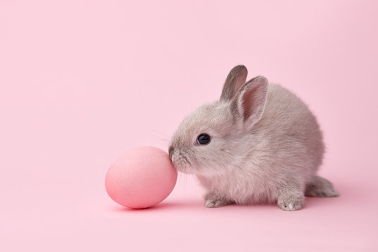 Easter bunny with egg on pink background