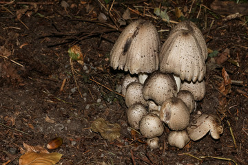 Faltentintling, Coprinosis atramentaria