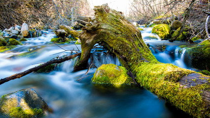 Log in the River by Skip Weeks