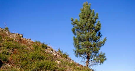 pine tree in mountains
