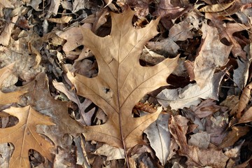 A close view of the brown oak leaf on the ground.