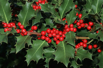 Früchte der Stechpalme, Ilex aquifolium