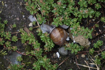 Slug 