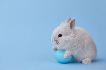 Easter bunny with egg on blue background