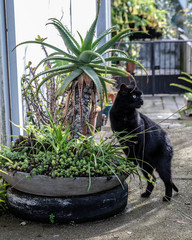 stray cat on the garden