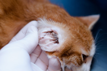 Kitten with ear mites examinated by veterinarian