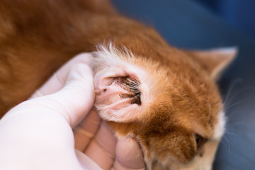 Kitten with ear mites examinated by veterinarian