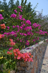 bougainvillea