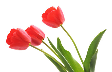 Naklejka premium Three red tulips.