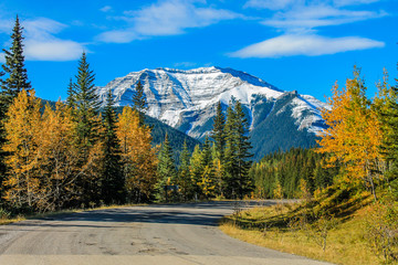 Fall colours in full bloom, Sheep River Provincial Park, Alberta, Canada