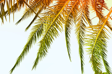 Tropical palm on blue sky, beautiful palm leaves,  background