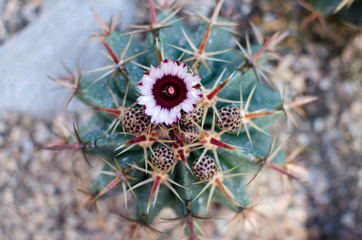 Blooming cactus - tropical exotic plant