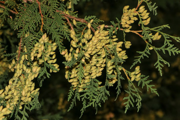 Fototapeta na wymiar Fruchtansatz, Blüten der Scheinzypresse, Lebensbaum, Cupressocyparis leylandii 