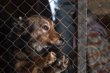 Stray dog in a shelter in a cage