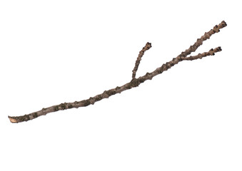Single dry tree branch, isolated on white background. Stick tree branch from nature for design.