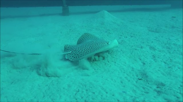 Leopard-Stachelrochen