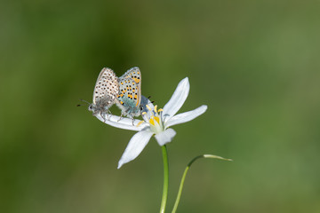 Lycaenidae / Anadolu Gelinciği / Anatolian Vernal Copper / Tomares nogelii