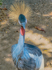 Grulla coronada